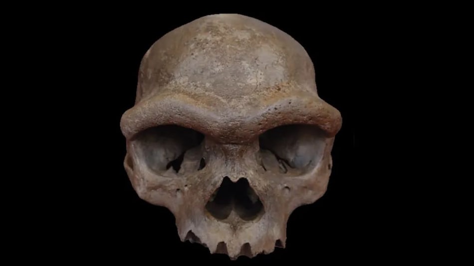Unearthing the Past: Dragon Man Skull Reveals Secrets of the Denisovan Lineage